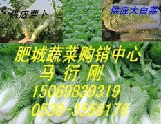 肥城目前正是大白菜和青萝卜上市季节