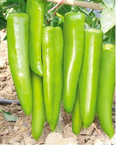 95左右_辣椒价格行情_蔬菜商情网