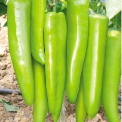 山东青州市大棚瓜菜基地黄皮大果尖椒1.9-1.95左右
