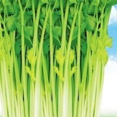 博兴县常年大量供应优质芹菜，品种齐全