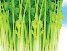 博兴县常年大量供应优质芹菜，品种齐全