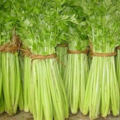 山东淄博市供应优质西芹