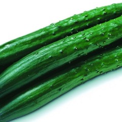 2011.10月19日山东莘县芸豆价格,黄瓜价格,西葫芦价格