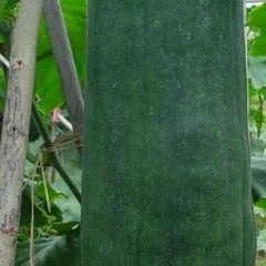 湖南沅江市大量青皮冬瓜