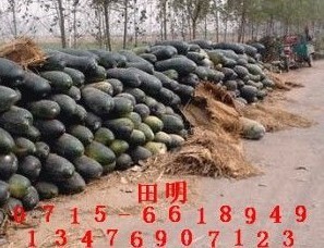 湖北嘉鱼潘家湾蔬菜基地黑皮冬瓜