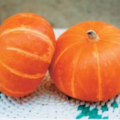 2011-10月21日昌乐红栗南瓜价格稳定