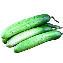 2011.10月21日山东莘县黄瓜价格/寿光黄瓜价格