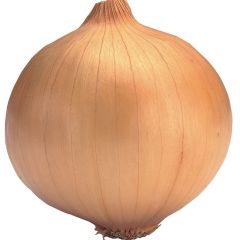 2011.10月21日山东各地洋葱价格行情