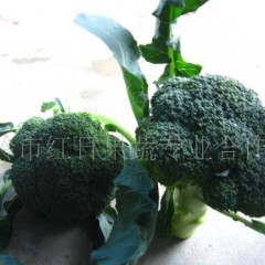 浙江温岭有大量西兰花销售