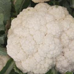 山东惠民万隆瓜菜种植专业合作社优质花椰菜