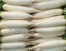 山东青岛莱西东庄头蔬菜批发市场白萝卜开始大量上市