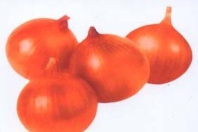 山东安丘提供保鲜洋葱，质量保证，欢迎采购