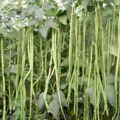 山东费县5月中旬开始巨量供应优质豇豆
