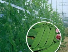 河南罗山四季丰蔬菜种植专业合作社扁豆