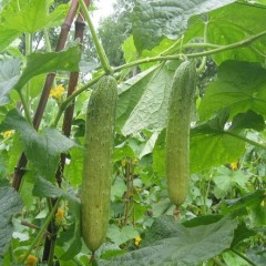 2011.10月24日山东青州/莘县黄瓜价格