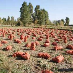 2011.10月25日甘肃民勤/高台洋葱价格行情