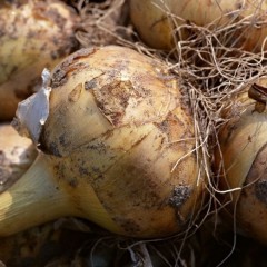 2011.10月25日黑龙江齐齐哈尔洋葱价格