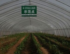 淮北市濉溪县绿农蔬菜种植园辣椒