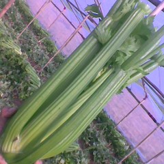 现有大量西芹滞销，价格非常便宜