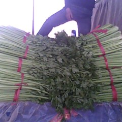 邯郸河西堡是华北地区最大的蔬菜集散中心