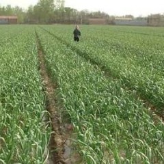 山东肥城供应优质大蒜