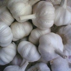 山东聊城优质无公害大蒜大量上市