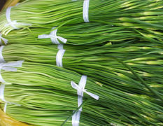 山东兰山区清春蔬菜专业合作社大量优质蒜苔