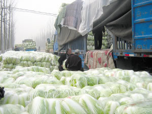 河南内黄大白菜大量上市，品质优 望前来采购