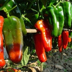 山东青州长期供应辣椒、圆椒及辣椒价格播报