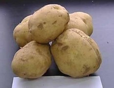 10月29日内蒙包头/乌兰察布土豆价格行情