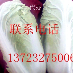 河南开封白菜主产区通许白菜已大量上市，每天可供货200T