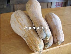 湖南华容县蜜本南瓜,黑皮冬瓜六月中旬上市