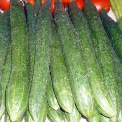 山东阳谷县现大量优质黄瓜上市。