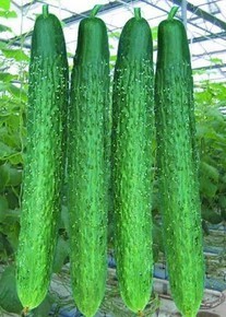 河南省罗山县优质无公害黄瓜