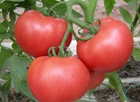 河南罗山供应优质西红柿