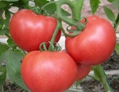 河南罗山供应优质西红柿