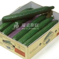 河南濮阳长黄瓜Virginia 现已经大量上市