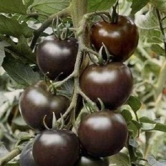 本合作社常年供应黑番茄，欢迎新老客户前来收购！