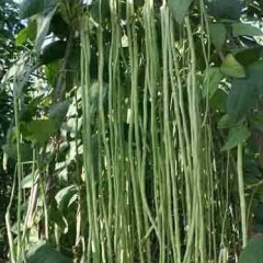 东昌长豆角，量大从优，欢迎全国的客户选购