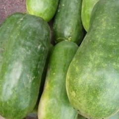 河南博爱县蒋村蔬菜贸易有限公司大量冬瓜