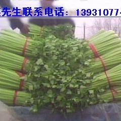 河北邯郸大量芹菜上市，价廉物美
