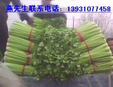 河北邯郸大量芹菜上市，价廉物美