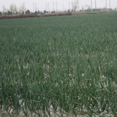 濉溪县绿农蔬菜种植园大量优质洋葱即将上市