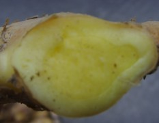 山东平邑每年大量生姜出售，有多年的种植经验