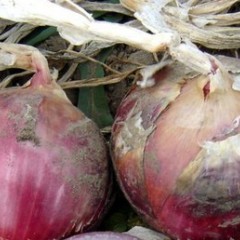 甘肃武威市古浪县100吨优质洋葱出售