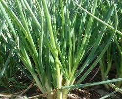 11月3日上红旗乡大葱价格