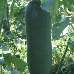 本人现在青皮冬瓜3万斤左右