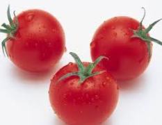 赤峰西红柿质量较好且价格低 给个毛八的少赔点就行了