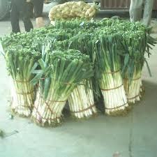 平度大量铁杆大葱、秋白菜，各一千亩　