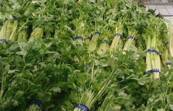 11月10日山东聊城各类新鲜蔬菜价格行情